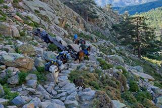 Muletiers dans la vallée du Golo