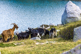 Chèvres au bord du lac de Bastani