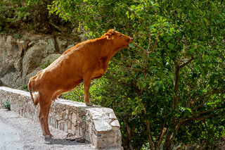 Vache à Corte