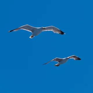 mouettes des Lavezzi