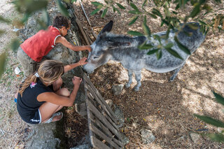 anes corses calvi famille