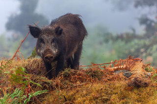 Cochon Corse