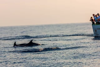 DAUPHINS