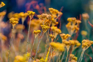 Immortelle