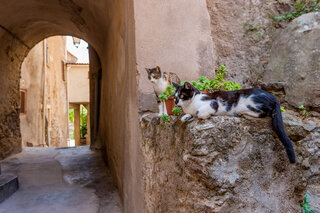 Corse authentique en Balagne