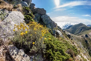 Immortelle Corse