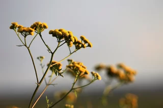 Immortelle Corse