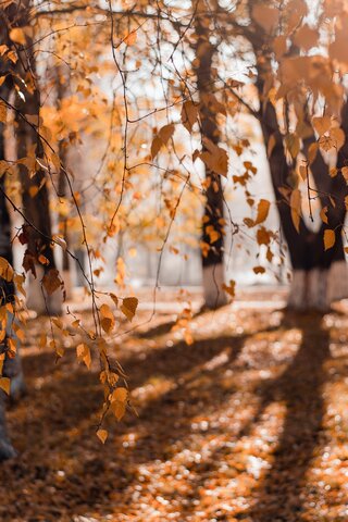 Automne en Corse