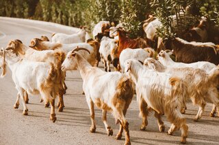 Randonnée avec les chèvres en Corse