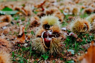 Ramasser les châtaignes en automne en Corse