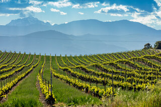 Vignes de la plaine d'Aléria