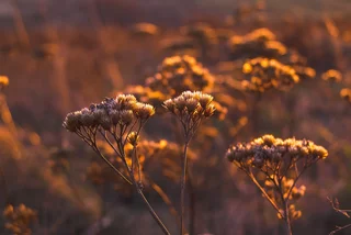 Fleur d'Immortelle Corse