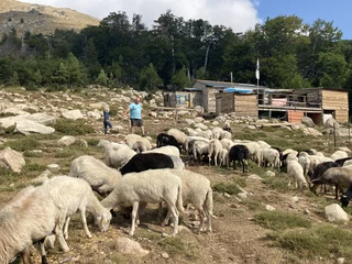 La bergerie de François Sisti
